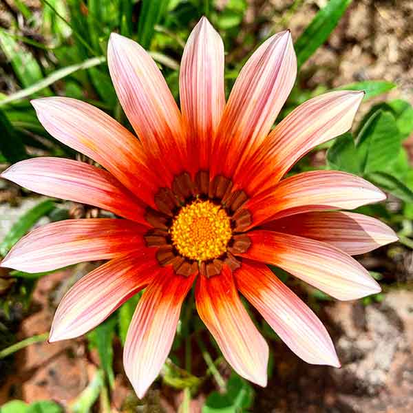 Sunflower Image Ecuador Gaia Sagrada